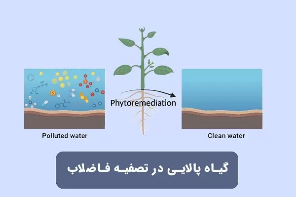 گیاه پالایی در تصفیه فاضلاب چیست؟