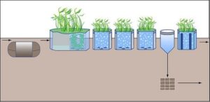 همه چیز درمورد گیاه پالایی در تصفیه فاضلاب